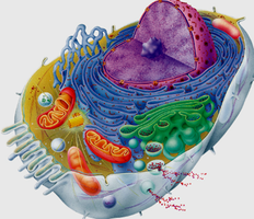 Cell organelles