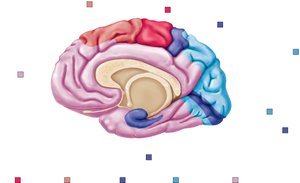 Functional areas in parasagittal view