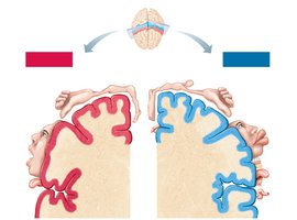 Body maps in the primary motor and somatosensory cortex