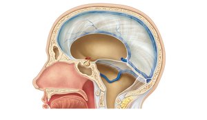 Dural septa and dural venous sinuses