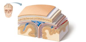 Meninges: dura mater, arachnoid mater, and pia mater