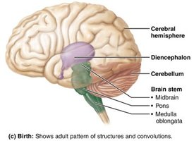 Adult brain regions and convolutions