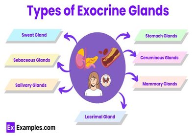 Diagram showing types of exocrine glands