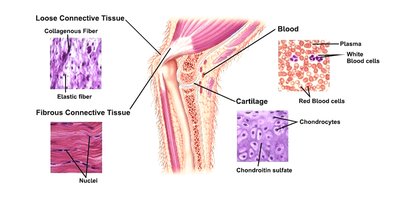 Diagram showing types of connective tissue