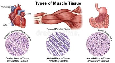 Diagram showing types of muscle tissue