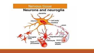 Diagram showing neurons and neuroglia in nervous tissue