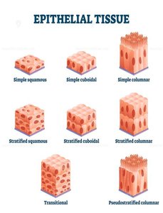 Summary diagram of epithelial tissue types