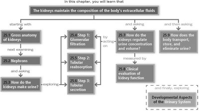 Urinary system chapter flowchart