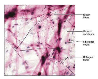 Anatomy & Physiology Study Guide: Tissues & Integument | Notes