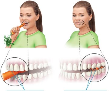 Complementarity of structure and function: incisors and molars