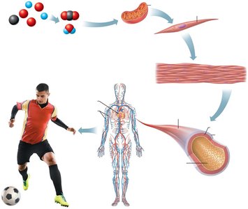 Levels of structural organization in the human body