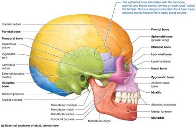Lateral view of the skull