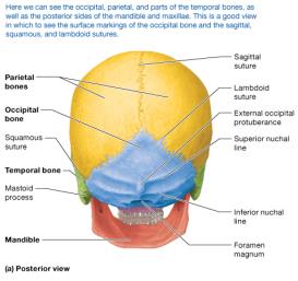 Posterior view of the skull