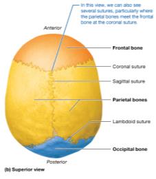 Superior view of the skull