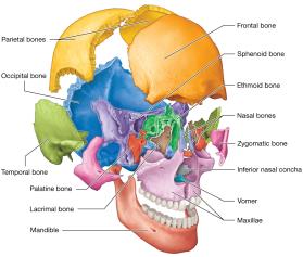 Disarticulated skull