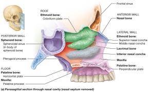 Nasal cavity, parasagittal section
