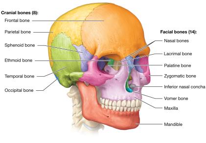 Labeled diagram of cranial and facial bones