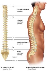 Vertebral column and normal spinal curvatures