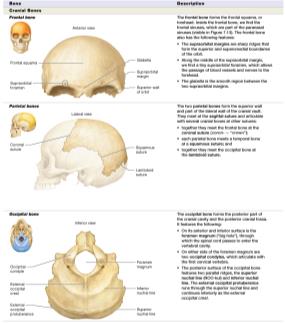 Table of cranial bones: frontal, parietal, occipital
