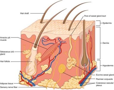 Diagram of skin layers and accessory structures