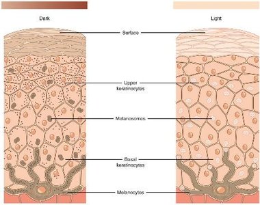 Diagram comparing melanin distribution in dark and light skin