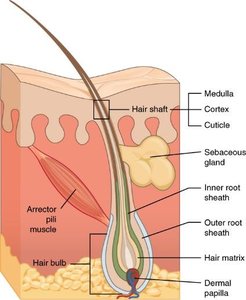 Diagram of hair follicle structure