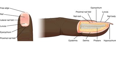 Diagram of nail structure