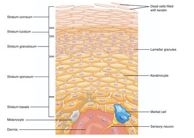 Diagram of epidermal layers and cell types