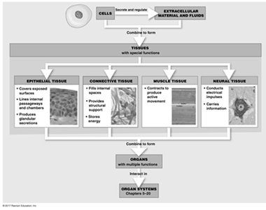 Overview of the four primary tissue types and their functions