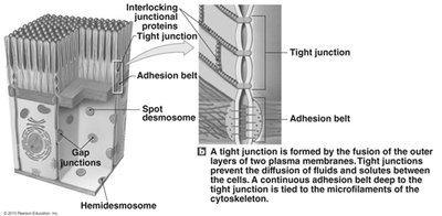 Diagram of epithelial cell junctions including tight junctions, adhesion belts, gap junctions, and desmosomes