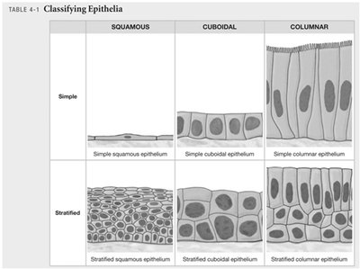 Table showing classification of epithelia by cell shape and number of layers
