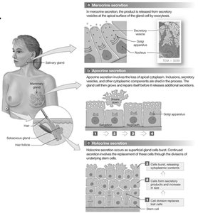 Diagram of merocrine, apocrine, and holocrine secretion mechanisms
