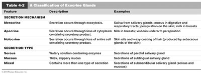 Table summarizing exocrine gland secretion mechanisms and types