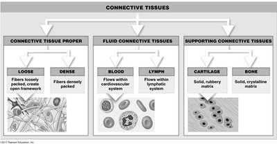 Diagram showing types of connective tissue: proper, fluid, and supporting
