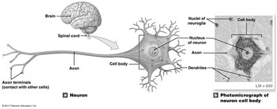 Diagram of a neuron and its main parts, including cell body, dendrites, and axon