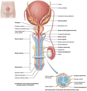 Male reproductive structures