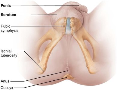 The male perineum
