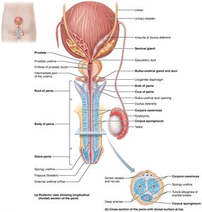 Male reproductive structures