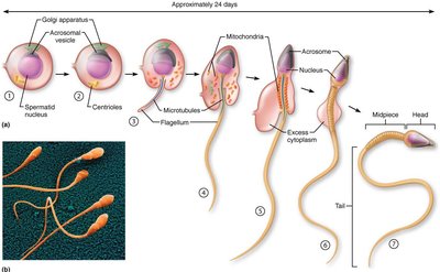 Spermiogenesis: transformation of a spermatid into a functional sperm