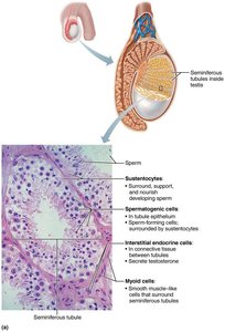 Histology of the seminiferous tubule