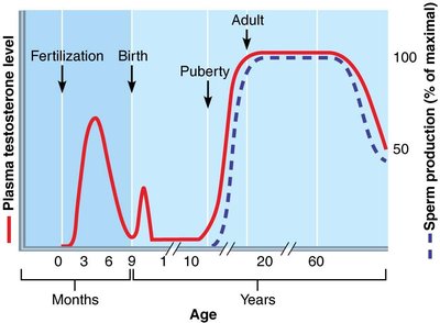Plasma testosterone and sperm production levels versus age in males