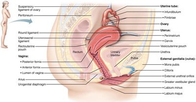 Organs of the female reproductive system, midsagittal section