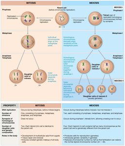 Comparison of mitosis and meiosis