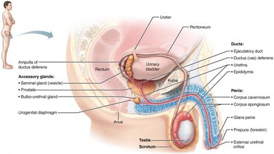 Reproductive organs of the male, sagittal view