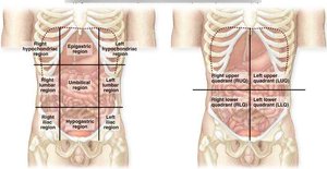 Abdominal regions and quadrants diagram