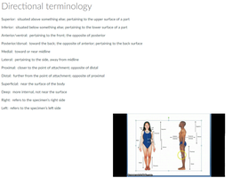 Directional terminology diagram