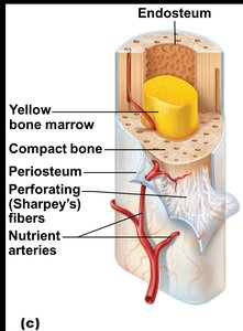 Yellow bone marrow and periosteum