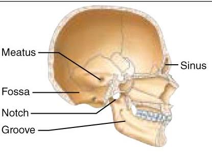 Depressions and openings in the skull