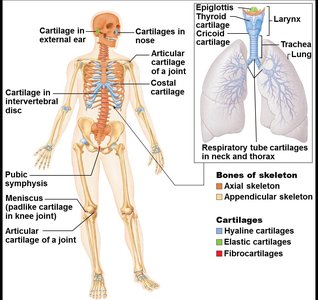 Locations and types of cartilage in the human body