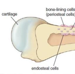Bone lining cells